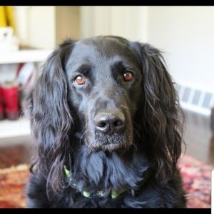 Meet your Posher, Chris